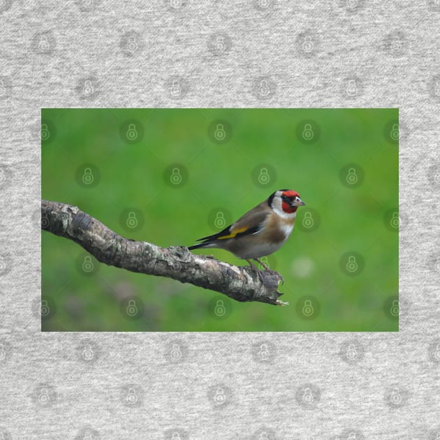 Goldfinch by declancarr